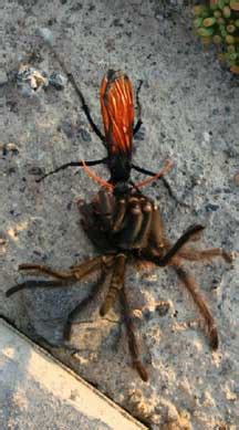 Tarantula vs Tarantula Hawk: Unveiling Nature's Epic Battle - What's That Bug?