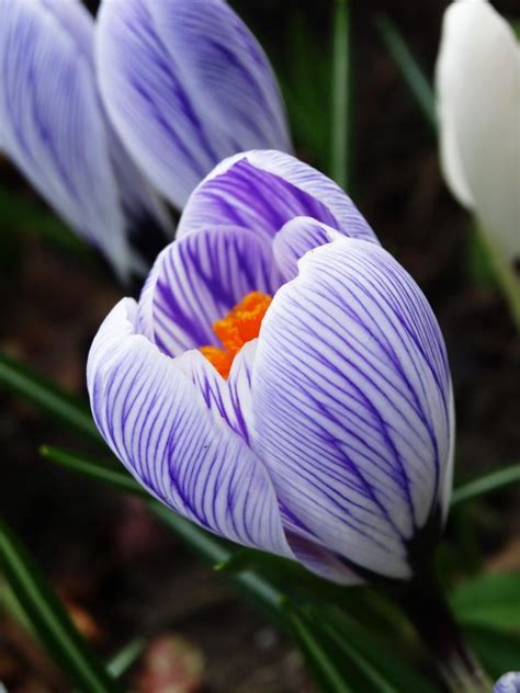 Free Images Nature Blossom Grain Flower Purple Petal Bloom