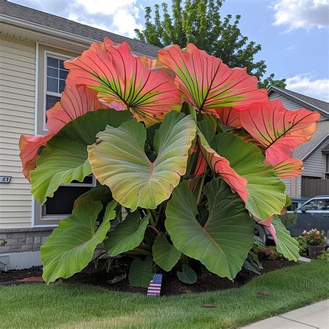 Top 10 Most Stunning Giant Caladium Varieties And How To Grow Them