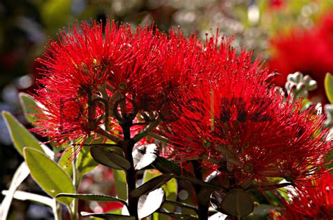 Pohutukawa Flower - New Zealand Stock Photos by Malcolm Pullman Photography