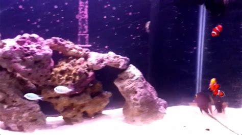 55 Gallon Fowlr Saltwater Aquarium Youtube