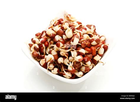 Adzuki Sprouts Hi Res Stock Photography And Images Alamy