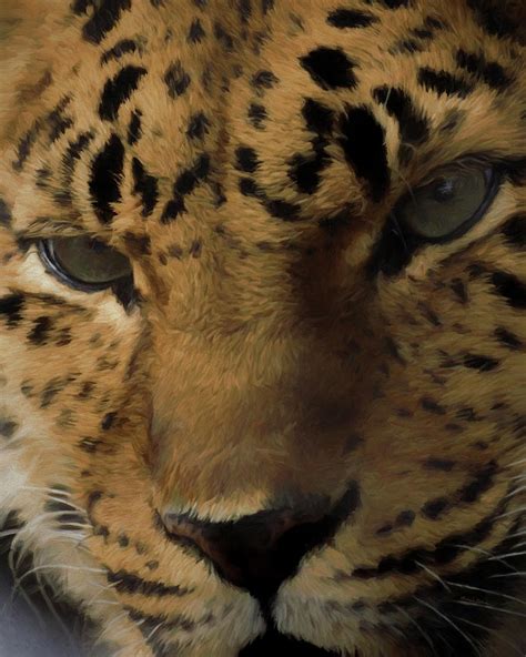 Amur Stare Digital Art By Ernie Echols Fine Art America