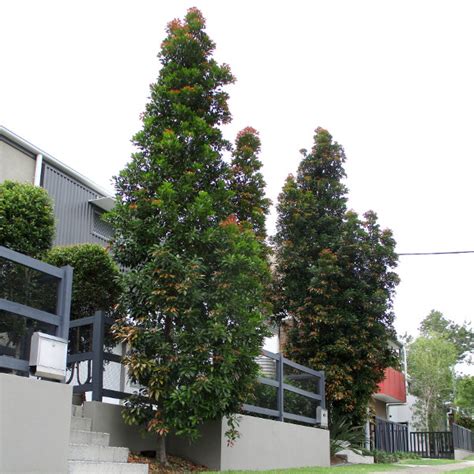 Blueberry Ash Eumundi Quandong Other Elaeocarpus Species Australian