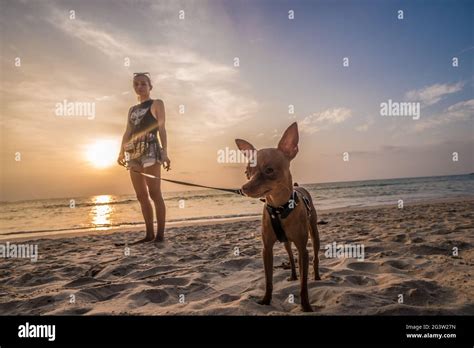 Mujer con perro en la playa al atardecer fotografías e imágenes de alta