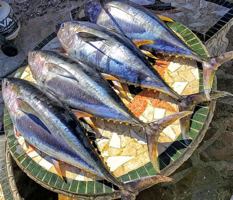 Baja Fishing Report Photo Discover Baja Travel Club