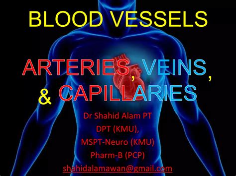 Artery And Veins Capillaries Arteriole And Venules Systemic