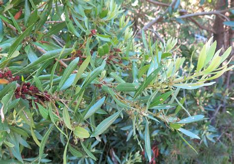 Myrica californica - Trees and Shrubs Online