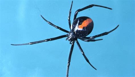 First Aid for RedBack Spider Bites | Emergency Live