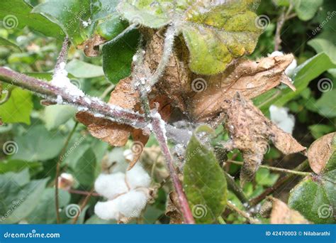 Cotton Diseases Stock Photo - Image: 42470003