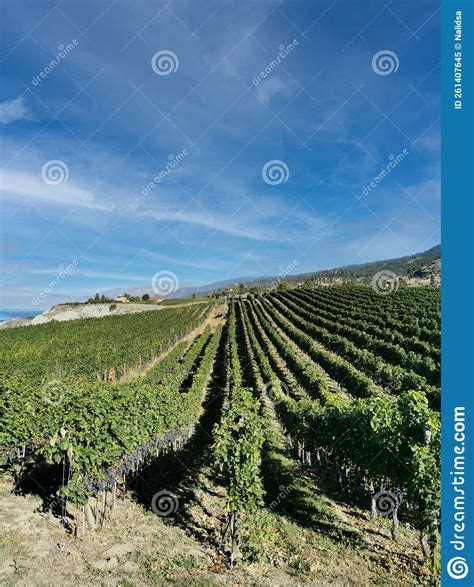 The Vineyard Landscape In Naramata British Columbia Canada In Fall