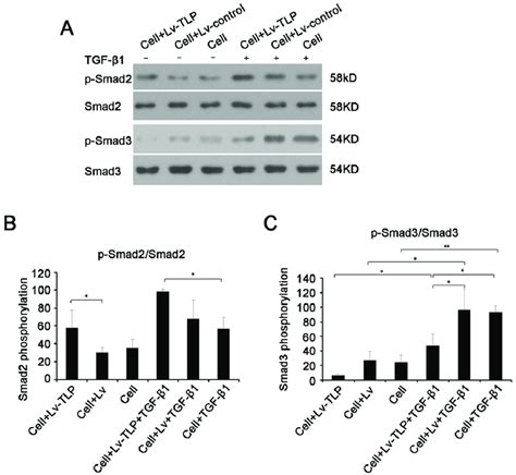 TGF SMAD Pathway