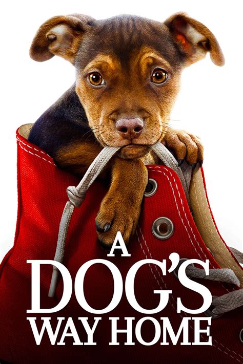 A Dog's Way Home now available On Demand!