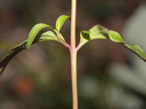 Antirrhinum majus (garden snapdragon): Go Botany