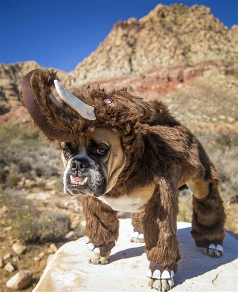 The Top Costumes For Your Bulldog This Halloween! | Bulldog costume ...