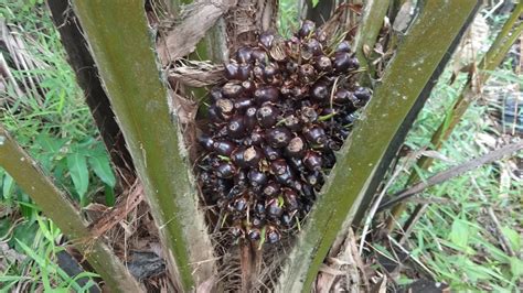 Mengenal Kelapa Sawit Elaeis Oleifera Elaeis Guineesis APERO FUBLIC