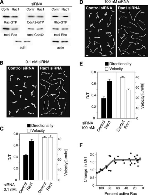 Suppression of Rac1 expression lowers Rac activity and inhibits random ... 