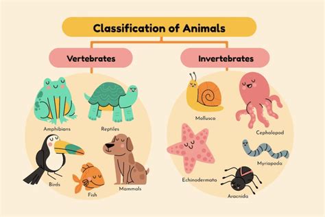 Clasificación De Los Animales Vertebrados E Invertebrados