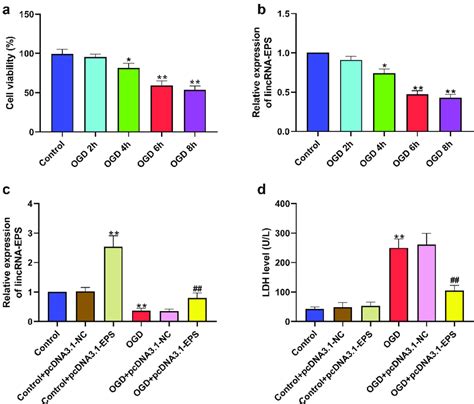 Lincrna Eps Inhibits Ogd Induced Cardiomyocyte Injury In Vitro A And