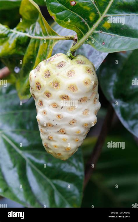 Noni Indian Mulberry Or Great Morinda Morinda Citrifolia Fruit Big