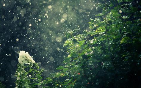 Rainy Nature Wallpapers - Top Free Rainy Nature Backgrounds ...