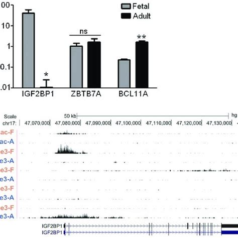 Expression And Epigenetic Analysis Of Igf2bp1 In Fetal And Adult