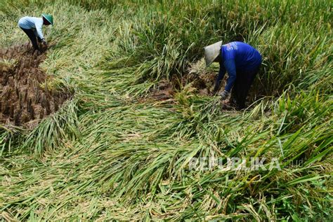 Akibat Hujan Angin Petani Memanen Lebih Awal Di Ponorogo Republika