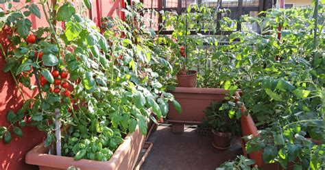 Cultiver des tomates sur son balcon On s y met cette année