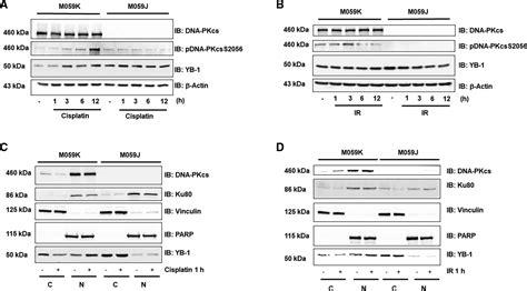 DNA Dependent Protein Kinase Mediates YB 1 Y Box Binding Protein