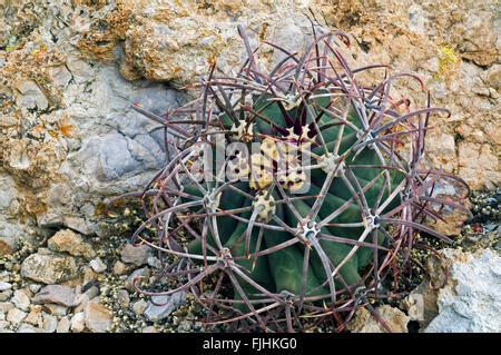 Pima Pineapple Cactus Coryphantha Robustispina Var Robustispina Pima