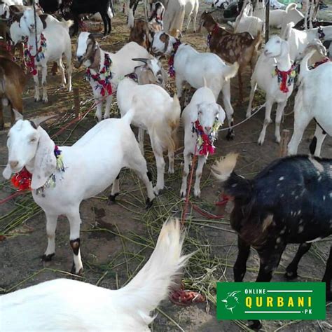 Qurbani Goat 2022