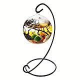 Modern Globe Manzanita Forest Moss Terrarium