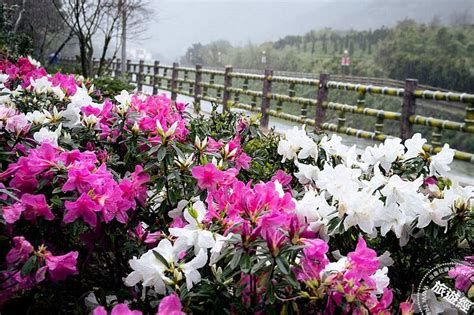 新北賞花：萬金杜鵑花展22日登場 2萬株杜鵑齊繽紛綻放 美食旅遊 Udn 女子漾