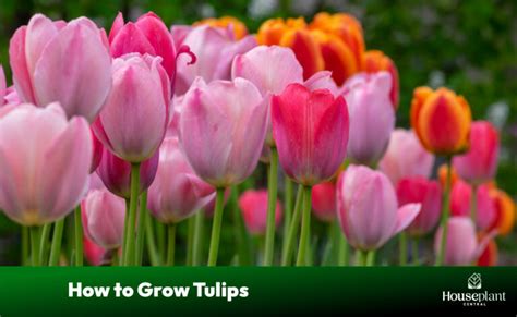 How To Grow Tulips