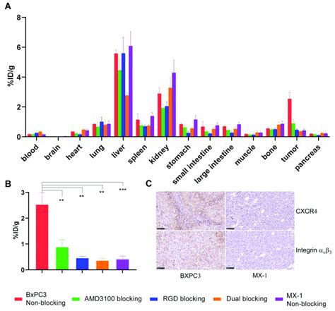 Ex Vivo Biodistribution Studies And Immunohistochemistry Assays Show