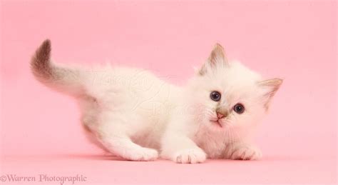 Colourpoint Kitten Lying On Pink Background Photo Wp