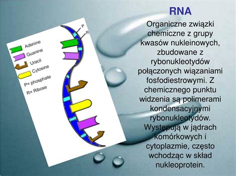 Ppt Nukleozydy I Nukleotydy Budowa I Rola Atp I Nad Kwasy