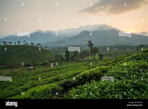 Tea Estates In Wayanad Stock Photo Alamy