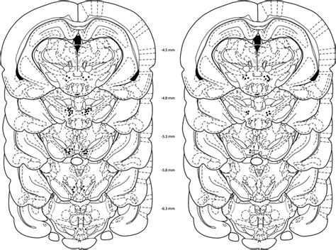 Cannulae Placements In The VTA The Schematics Depict The Location Of