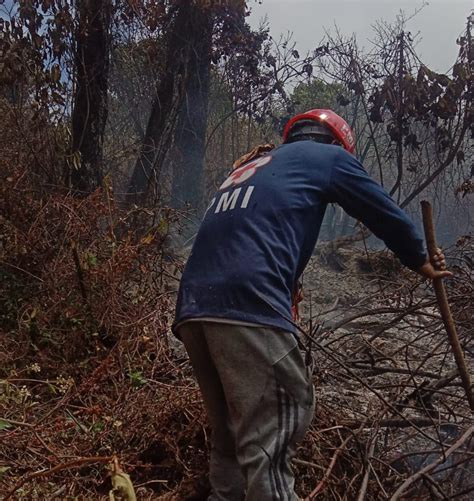 Padam Kebakaran Hutan Gunung Slamet Kabupaten Tegal Lahap Hektare