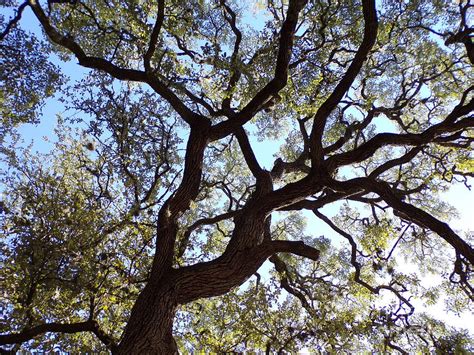 I Love Texas Live Oak Trees-one Photograph by Joney Jackson - Fine Art ...