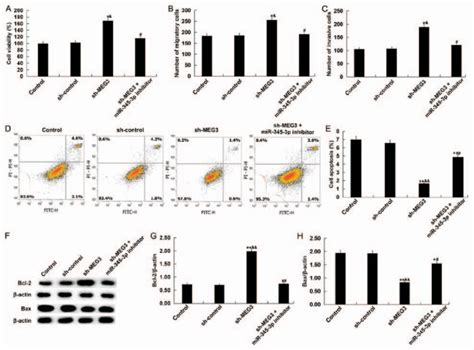 Effect Of LncRNA MEG3 And MiR 345 3p Downregulation On HTR 8 SVneo