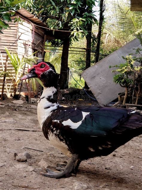 Black Duck Watching The Female Stock Image Image Of Background