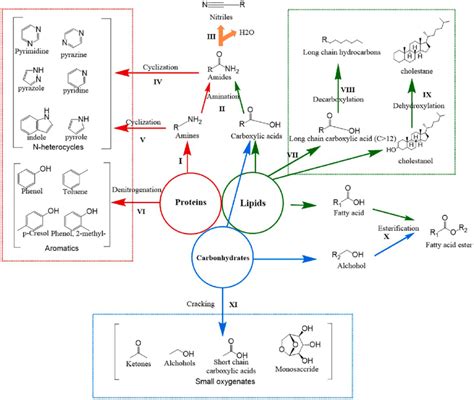 The Reaction Pathways Of The Pyrolysis Of Proteins Lipids And