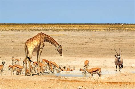 Namibia Tour Intimate Tribal And Safari Experiences In Northern