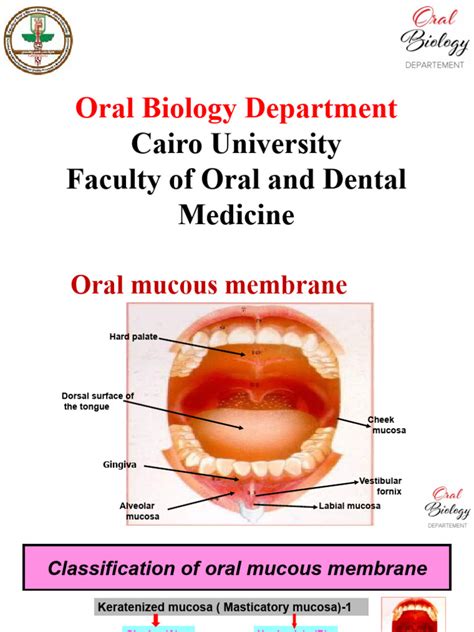 Oral Mucosa Section 1 Pdf Epithelium Animal Anatomy