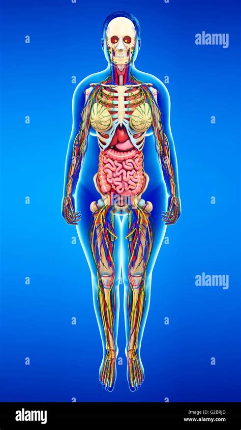 Female Anatomy Illustration Stock Photo Alamy