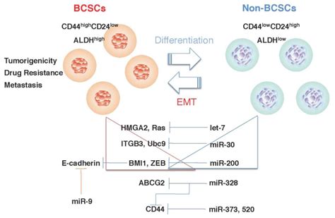 Cancers Free Full Text Cancer Stem Cells In Breast Cancer