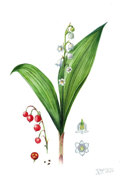 Lily Of The Valley Flower Botanical Illustration 2020 Watercolour By