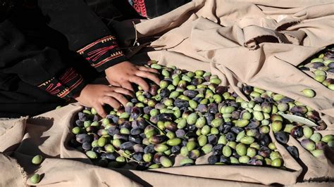 زيتون فلسطين التحديات لا تعطل فرحة الحصاد